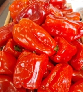 Pepper - Red Bell (LOCAL)